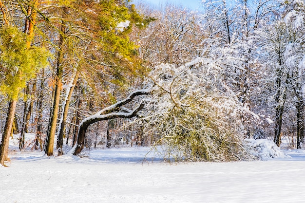 写真 森の中のいくつかの木に雪道