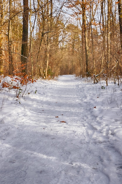 Alberi del percorso innevato nella foresta