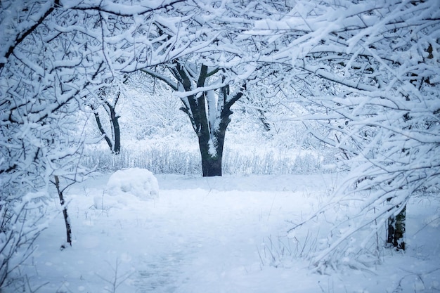 Snowy path in the winter forest.