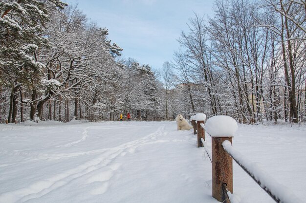 A snowy path with a dog in the snow