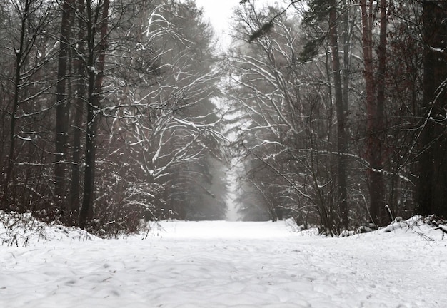 Snowy pine forest landscape in the morning