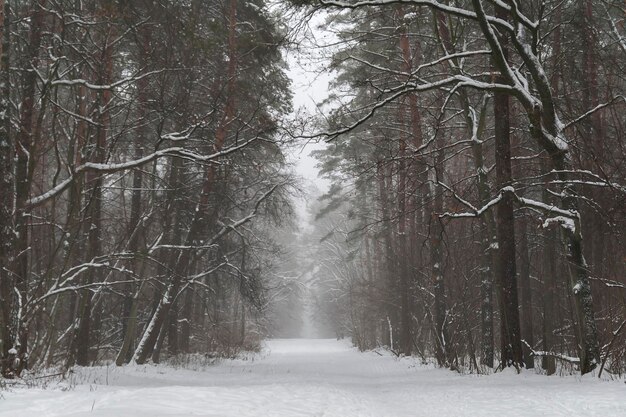 Photo snowy pine forest landscape in the morning