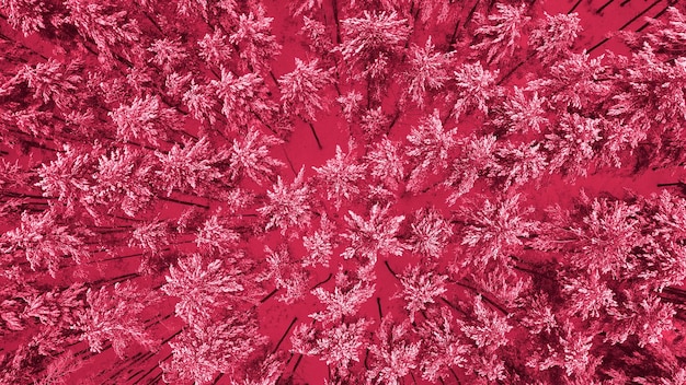 Snowy pine forest in winter top view Toning in trendy in 2023 Viva magenta color Nature background