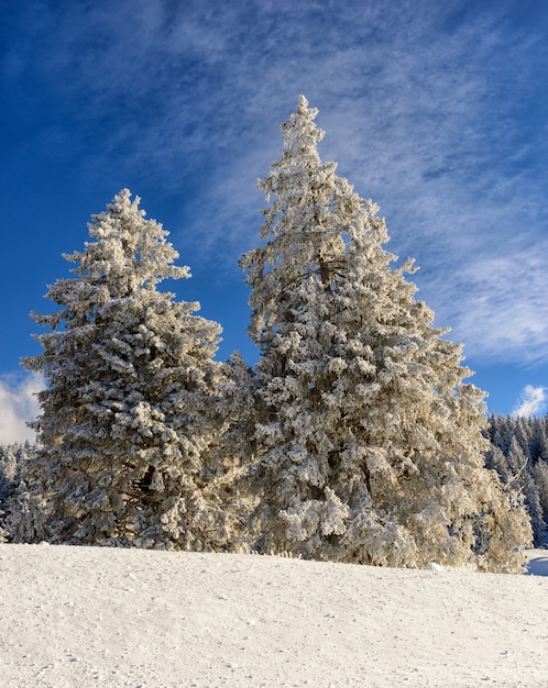 Snowy pine trees with blue sky