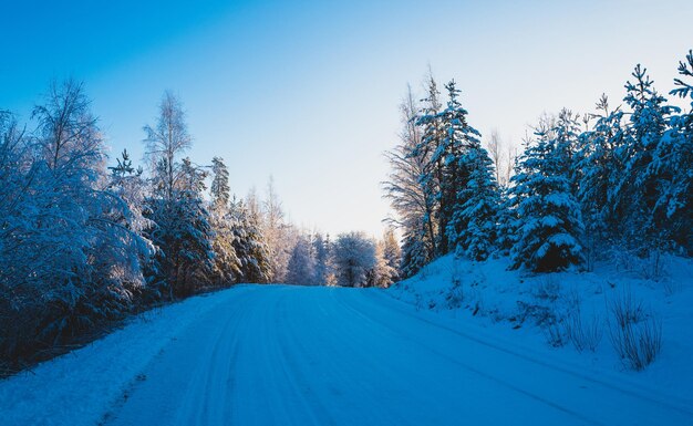 Snowy road amidst trees against sky