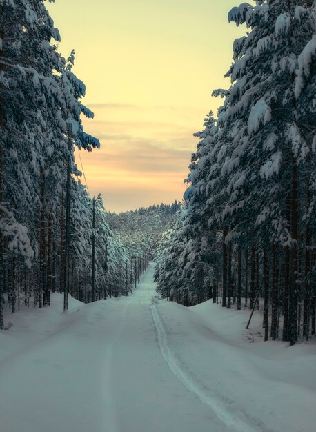 Snowy road in the forest at sunset in the north in winter