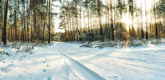 Snowy road in forest sunset time horizontal panorama