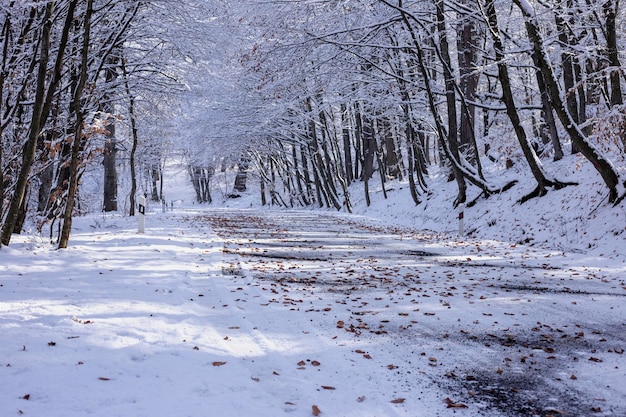 Snowy road goes through the forest