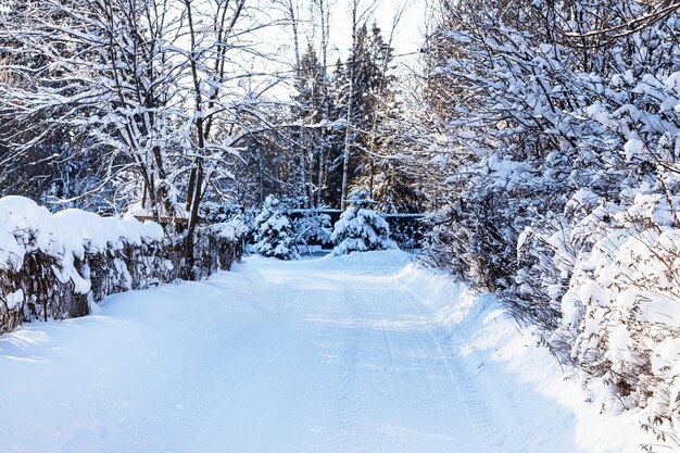 Снежная дорога между изгородями в деревне зимой