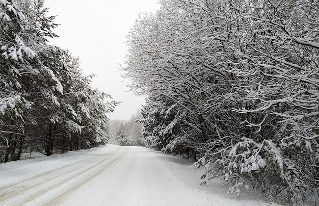 Snowy road through the winter forest