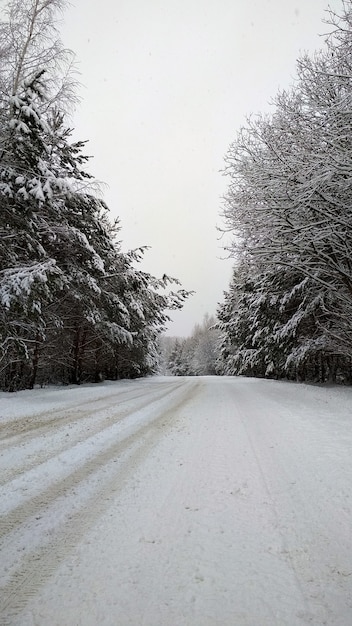 Snowy road through the winter forest