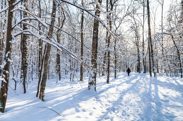 Snowy road in urban park in sunny winter day