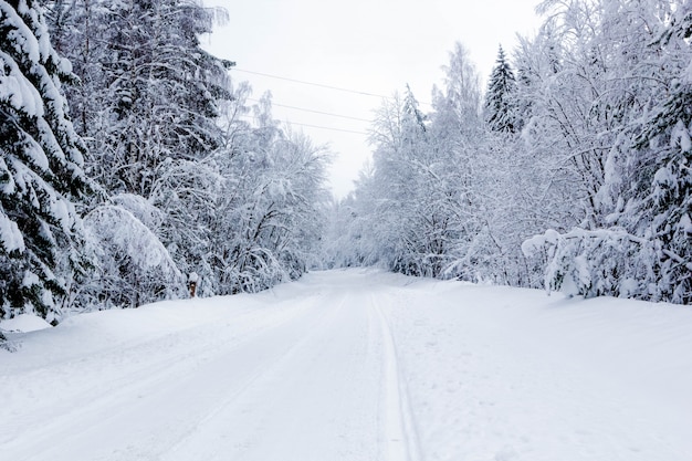 Strada di snowy nella foresta di inverno, bello paesaggio gelido, russia