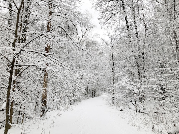 Snowy road in winter forest among snow covered trees