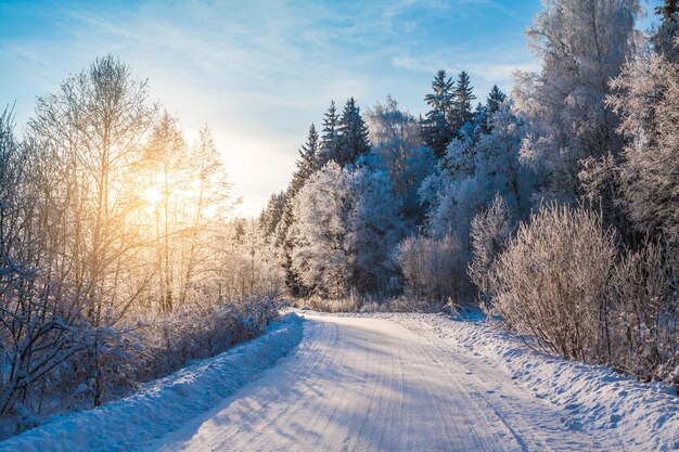 일출에 겨울 숲의 눈 덮인 길