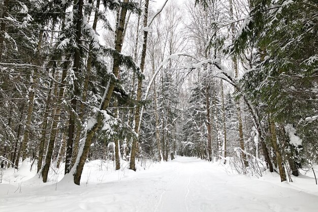 Snowy road in winter forest