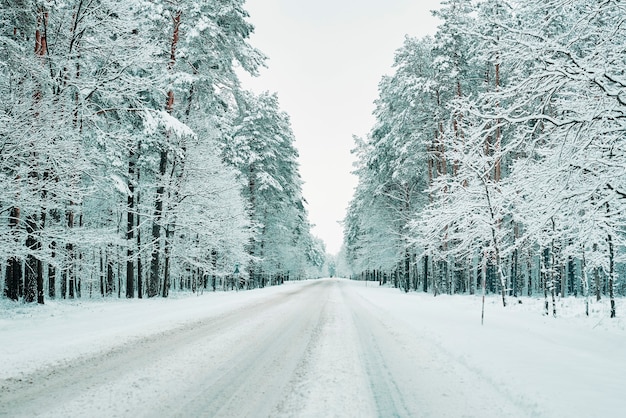 Snowy road in winter forest