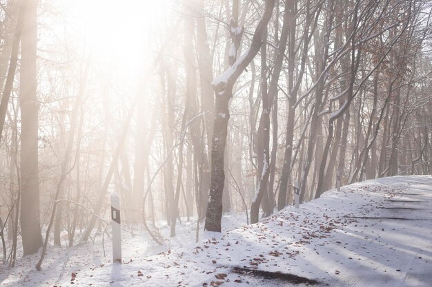 Snowy road in winter passes through the forest