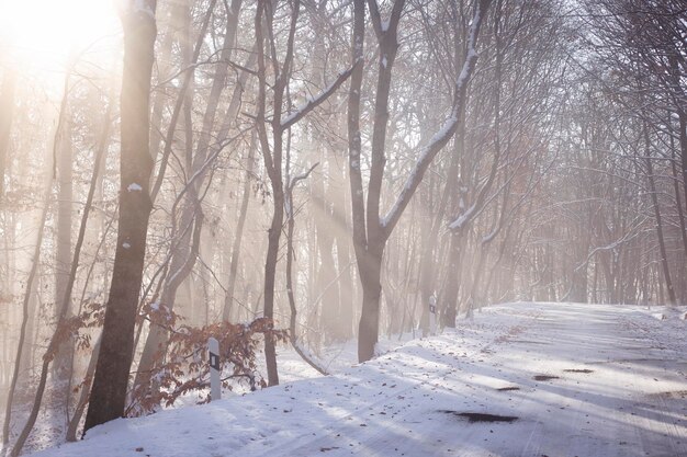 Snowy road in winter passes through the forest