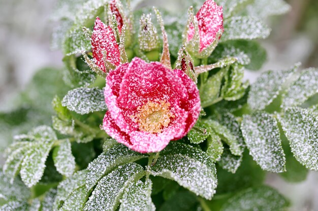 写真 花とyの雪のバラの茂み