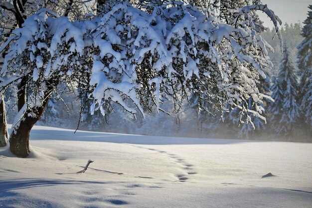 Foto una scena innevata con un albero e un uccello nella neve