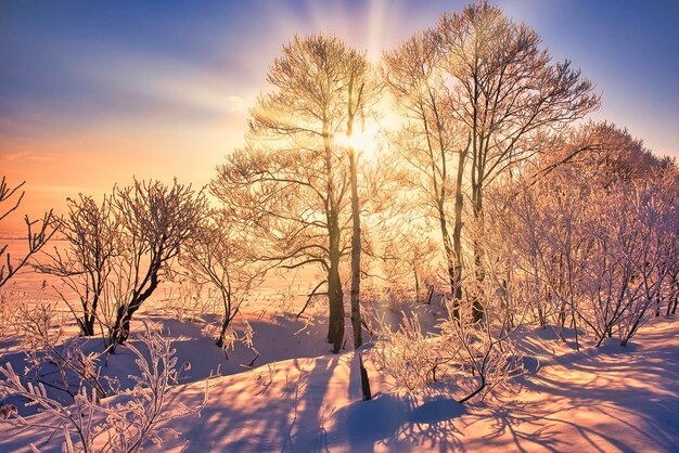 Snowy scenery of east hokkaido in winter