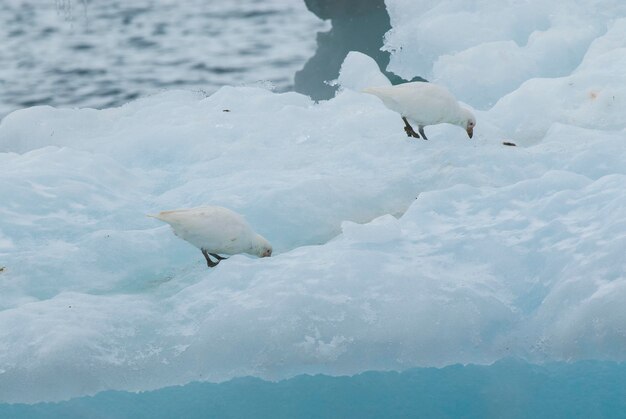 얼음 Paulet Island Antartica 위의 눈 덮인 Sheathbill Chionis Alba
