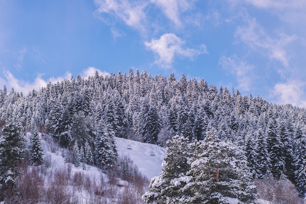 Snowy spruce forest in the mountains