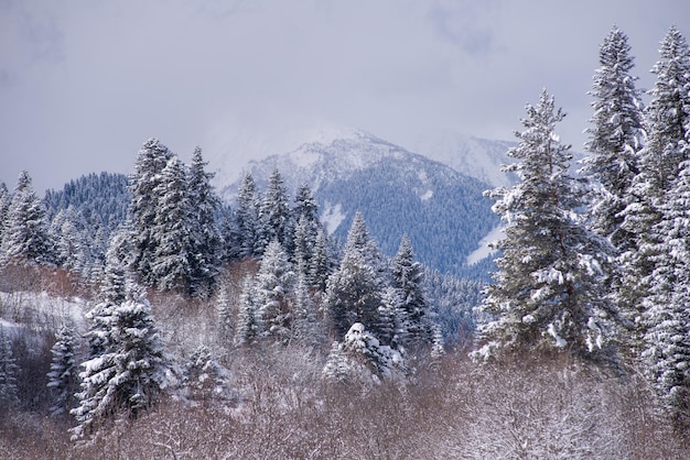 山の雪に覆われたトウヒ林