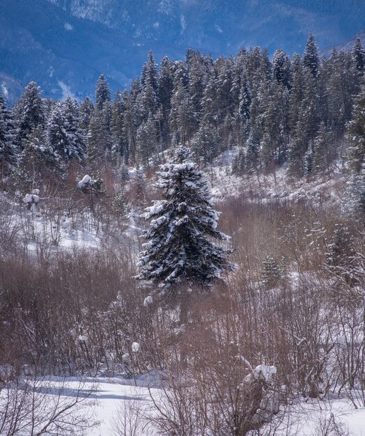 Snowy spruce forest in the mountains