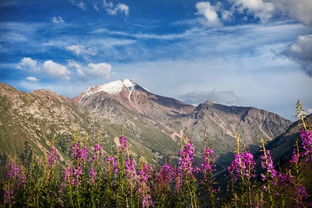 Snowy summit and pink flowers