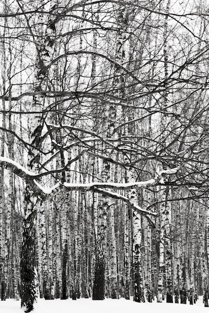 Snowy tree branch and birch woods