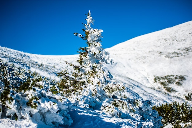 A snowy tree in the snow with a blue sky behind it