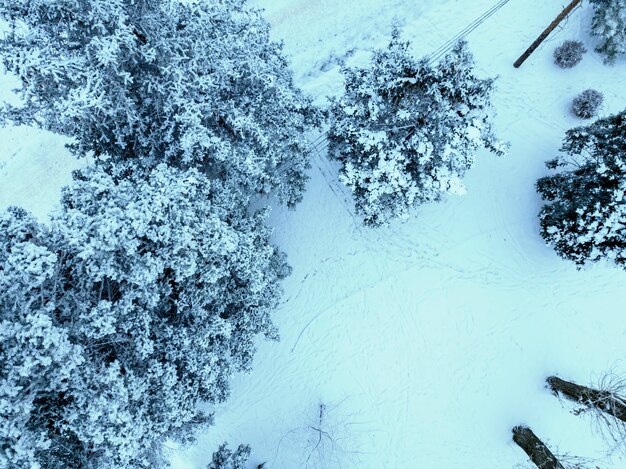 Snowy trees in cold winter season top view b