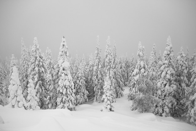 Snowy trees in the forest. Everything is covered with snow.