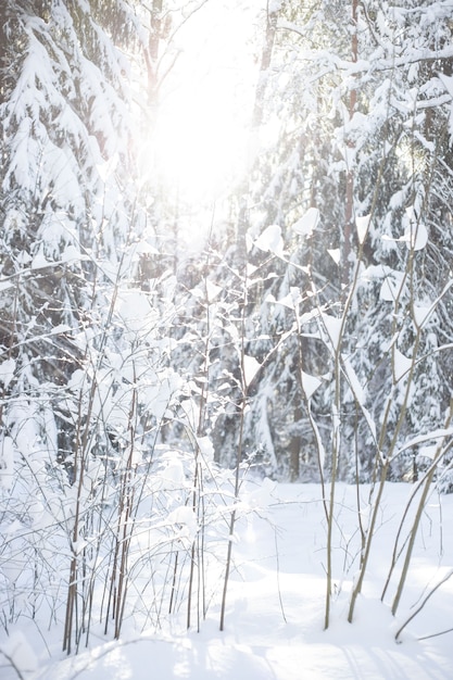 snowy trees in park