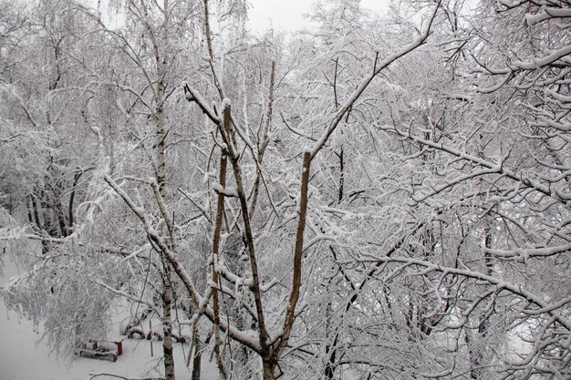 사진 눈 덮인 나무 눈 덮인 마당 너무 많은 눈 눈 폭풍이 지나갔습니다 아름다운 겨울