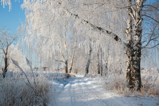 雪に覆われた木と冬、シベリアの雪