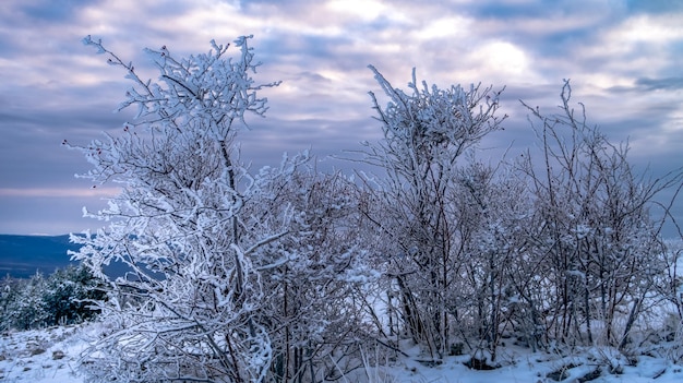 雪に覆われた木