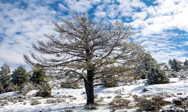 Photo snowy trees