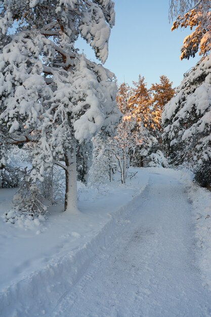 森の中の雪道