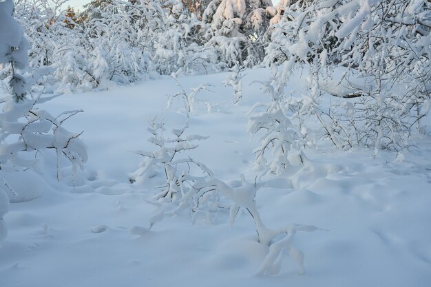 森の中の雪道