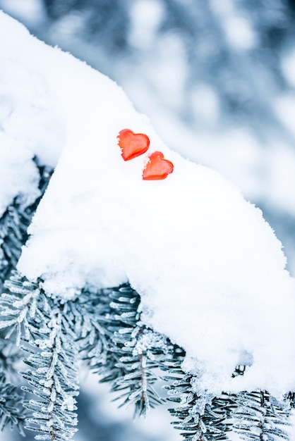 写真 冬の雪の降る天気植物の枝や葉は霜で覆われています冬の森のトウヒの枝