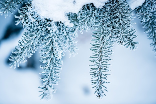 写真 冬の雪の降る天気植物の枝や葉は霜で覆われています冬の森のトウヒの枝