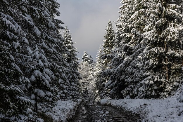 Snowy weather in the mountains