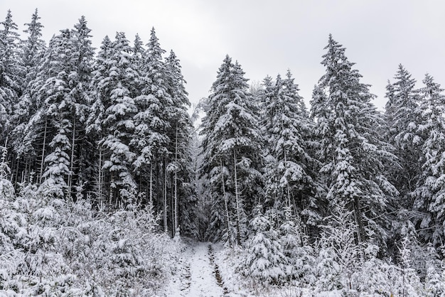 Snowy weather in the mountains