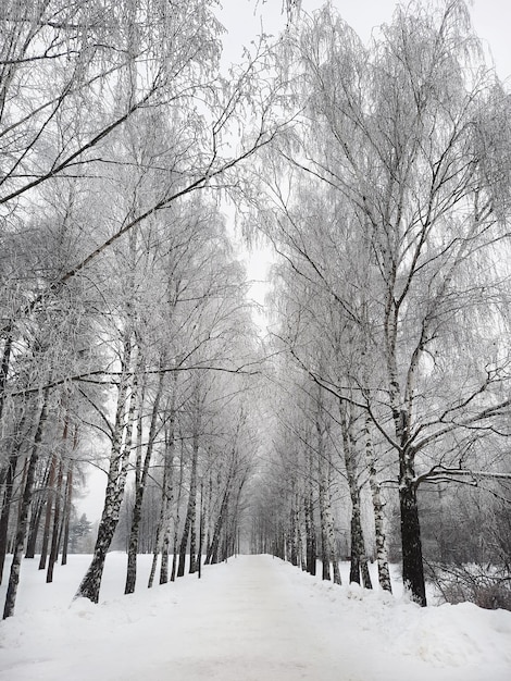 Snowy winter birch trees park alley view