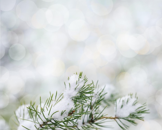 Snowy winter fir or pine branches with needles with hoarfrost frozen conifer twigs closeup Natural