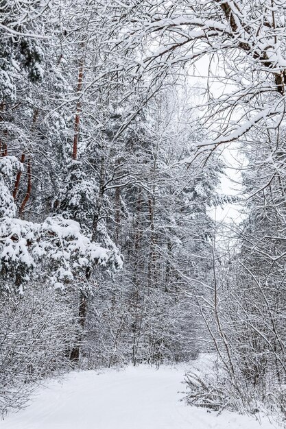 Snowy winter forest Besneeuwde bomen en struiken Skipiste op een sneeuwwitte weg