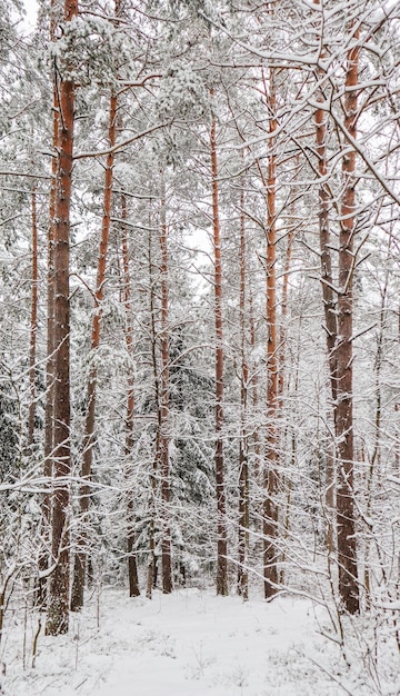 Snowy winter forest snow covered branches trees and bushes